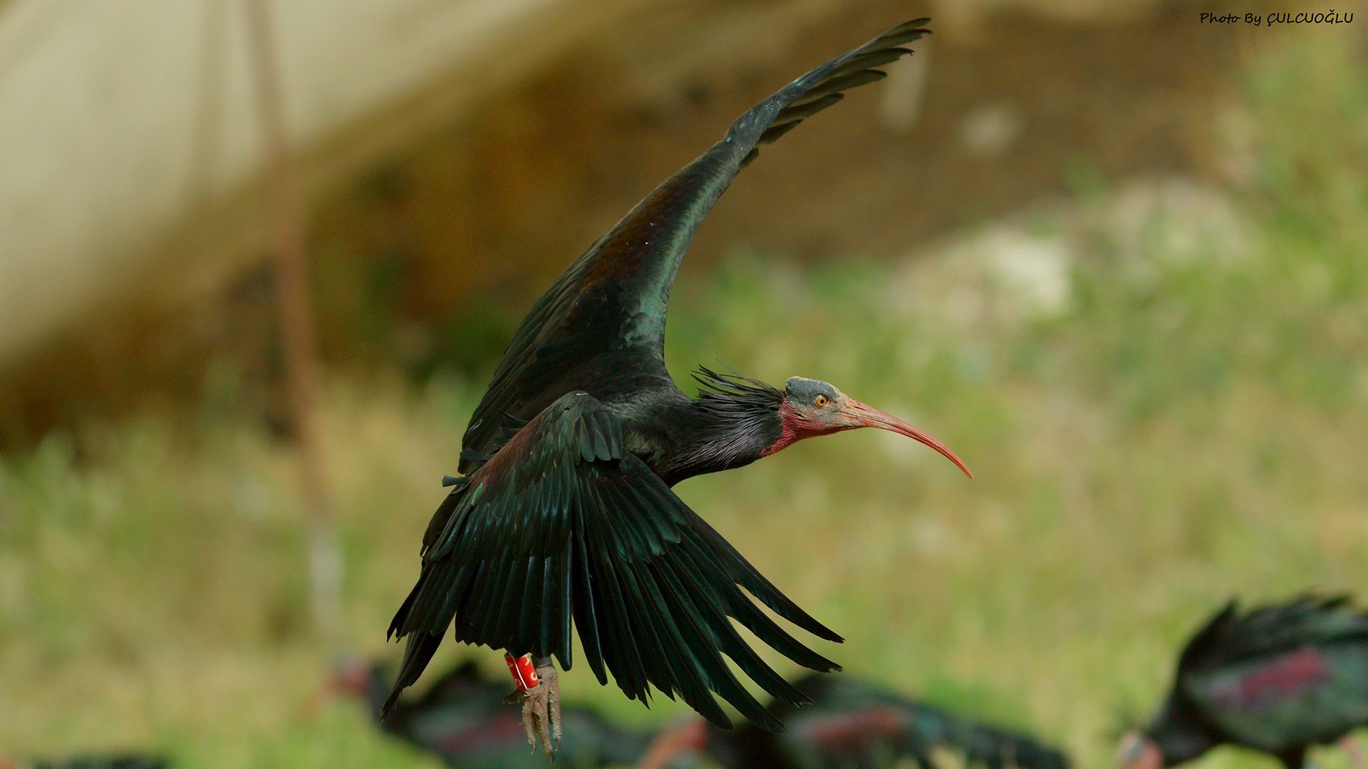 Northern Bald Ibis